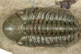 Detailed Reedops Trilobite - Atchana, Morocco #359490-1